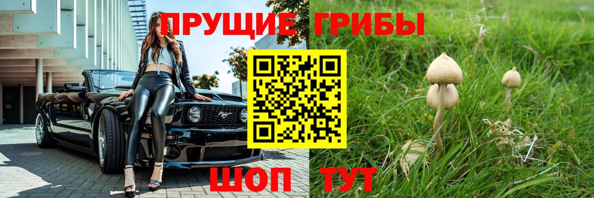 Псилоцибиновые грибы Psilocybe Ирбит